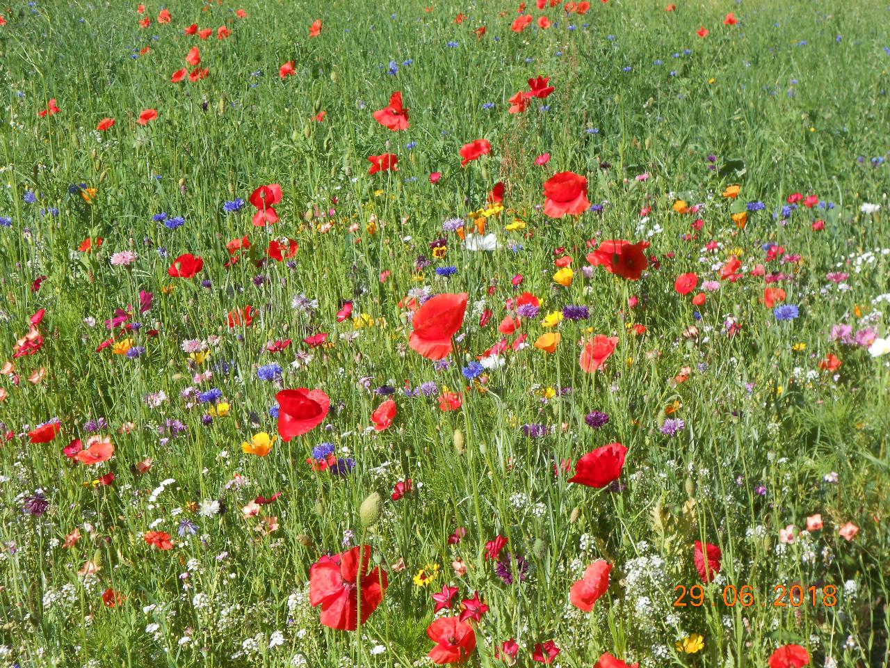 Eine Wildblumenwiese in Erkrath