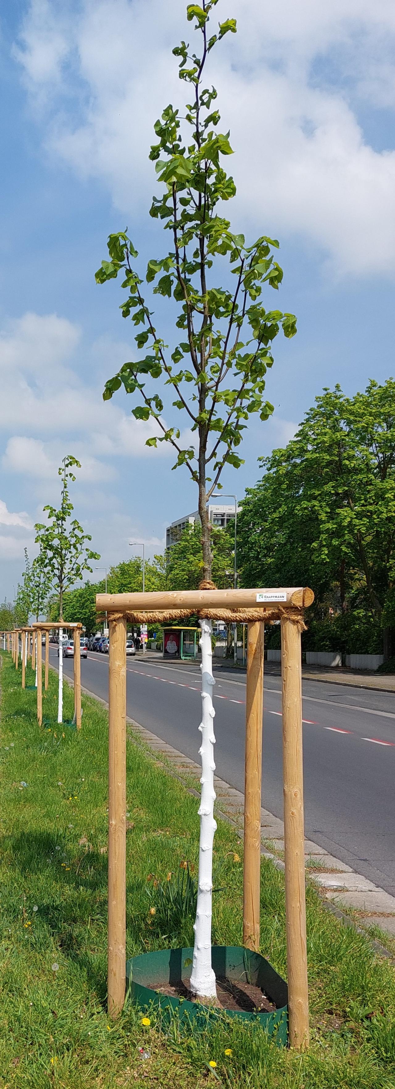 Jungbäume in Oberhausen